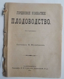 Горшковое комнатное плодоводство. Медведев Ф., фото №2