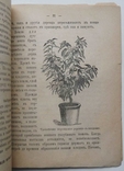 Горшковое комнатное плодоводство. Медведев Ф., фото №4