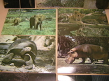 Открытки 10шт Национальный зоопарк Cuba, фото №3
