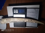 Клык моржа 352 грамма, фото 8