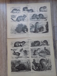 Мейєрс 2 ілюстрації Гризуни 1885-90, фото №2