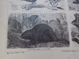 Мейєрс 2 ілюстрації Гризуни 1885-90, фото №3