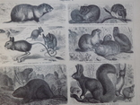 Мейєрс 2 ілюстрації Гризуни 1885-90, фото №4