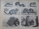 Мейєрс 2 ілюстрації Гризуни 1885-90, фото №5