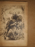 Повесть о Зоопарке 1935 год, фото №9