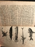 Аквариум и рыбы 1929 г  Сидоров Рыба, фото №5