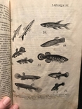 Аквариум и рыбы 1929 г  Сидоров Рыба, фото №6