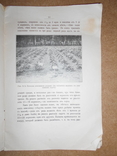 Земляника 1915 год Киев, фото №7