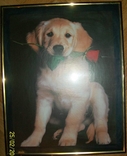 Фотография в рамке " Собака с розой"., фото №2