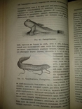 1909 год Биология, фото №22