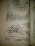 1909 год Биология, фото №23