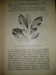1909 год Биология, фото №27