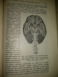 1909 год Биология, фото №34