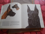 Geliebte Hunde Иллюстрированное издание Любимые Собаки на немецком, фото №5