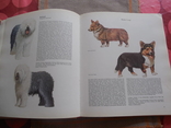 Geliebte Hunde Иллюстрированное издание Любимые Собаки на немецком, фото №6