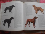 Geliebte Hunde Иллюстрированное издание Любимые Собаки на немецком, фото №7