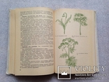 Г.К.Тавлинова. Приусадебное цветоводство. Л. 1989г. 334с., фото №9