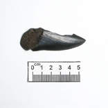 Зуб предка великої білої акули неогенового періоду, фото №3