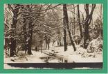 Лес Зима Деревья Собака, фото №2