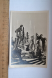 Петродворец.Фонтаны Большого каскада. 1957 г., фото №2