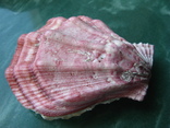 Морская ракушка раковина Swiftopecten swiftii, фото №3