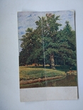 1900-е Шишкин И.Этюд дерева с натуры., фото №2