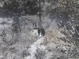 Фото "Чорні солдати в лісі", фото №3