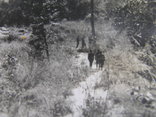 Фото "Чорні солдати в лісі", фото №5