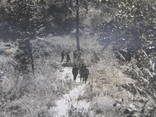 Фото "Чорні солдати в лісі", фото №6