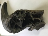 Рог доисторического бизона, фото №4