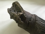 Рог доисторического бизона, фото №7