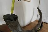 Бивень мамонта 3 метра Украина поздний Плейстоцен （ ~100 тс лет）вес 42 кг, фото 10