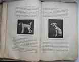 Породы собак, воспитание и дресировка комнатных и натаска подружейных. 1913, фото №8