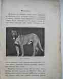 Породы собак, воспитание и дресировка комнатных и натаска подружейных. 1913, фото №10