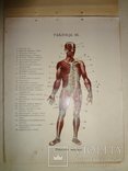 1912 Анатомия для всех, фото №3