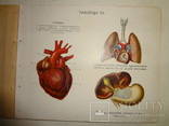 1912 Анатомия для всех, фото №6