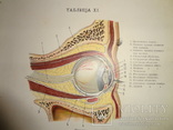 1912 Анатомия для всех, фото №7