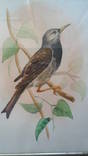 Картина Птица на ветке №2, фото №3