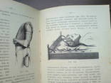 Десмургия. Руководство к изучению хирургических повязок 1890г. 164 рисунка, фото №12