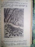 Жюль Верн - Таинственный остров 1897г. Много иллюстраций., фото №9