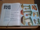 Книга о вкусной и здоровой пище 65 год, фото №13