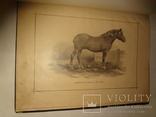 1900 Альбом Лошадей князя Урусова 31 на 23 см., фото №7