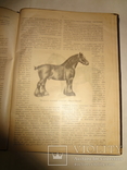 1900 Альбом Лошадей князя Урусова 31 на 23 см., фото №9