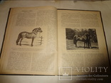1900 Альбом Лошадей князя Урусова 31 на 23 см., фото №13