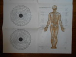 Топография меридианов и точек на теле человека 60*90см, фото №4