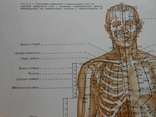 Топография меридианов и точек на теле человека 60*90см, фото №8
