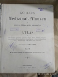 Старый немецки атлас растений 1887г.в., фото №8