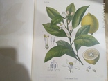 Старый немецки атлас растений 1887г.в., фото №13