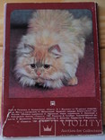 Набор открыток Кошки, фото №6