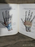 Атлас анатомии человека 2 тома 1979г.в., фото №10